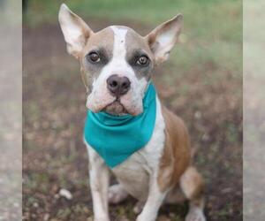 Boxer-Unknown Mix Dogs for adoption in San Antonio, TX, USA