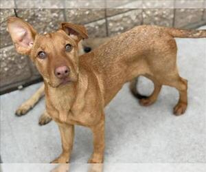 Redbone Coonhound-Unknown Mix Dogs for adoption in Tulsa, OK, USA