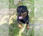 Small #3 Rottweiler