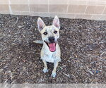 DIANA - Female German Shepherd Dog-Unknown Mix Dog for Adoption - Small photo