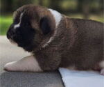 Small #3 Akita