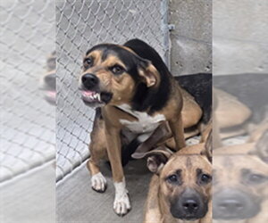 German Shepherd Dog-Unknown Mix Dogs for adoption in Bakersfield, CA, USA