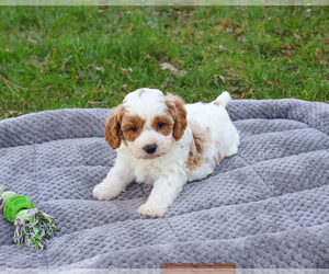 Cavapoo (Miniature) Puppy for sale in SYRACUSE, IN, USA