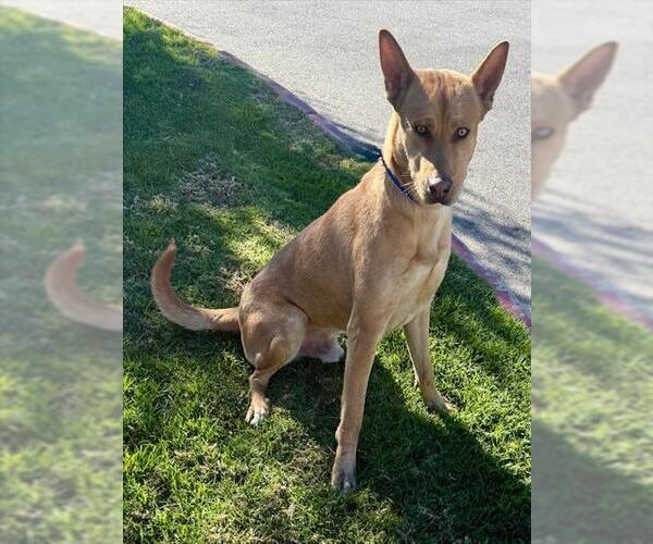 Medium Photo #1 Basenji-Unknown Mix Puppy For Sale in Riverside, CA, USA