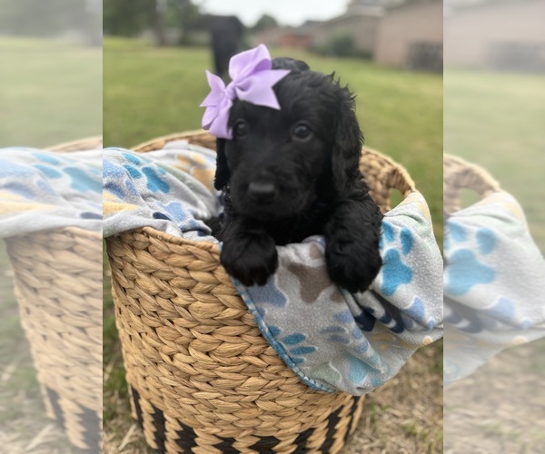 Medium Photo #15 Goldendoodle Puppy For Sale in MEMPHIS, TN, USA