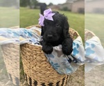 Small Photo #15 Goldendoodle Puppy For Sale in MEMPHIS, TN, USA