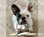 Small Photo #1 French Bulldog Puppy For Sale in PERRIS, CA, USA
