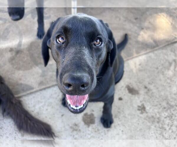 Medium Photo #2 Labrador Retriever Puppy For Sale in Clovis, CA, USA