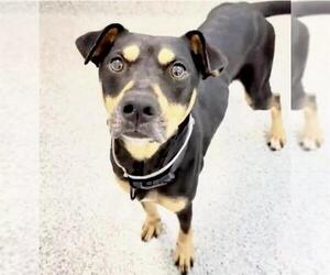 Doberman Pinscher-Staffordshire Bull Terrier Mix Dogs for adoption in Houston, TX, USA
