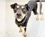 Small Doberman Pinscher-Staffordshire Bull Terrier Mix
