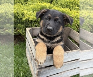 German Shepherd Dog Puppy for sale in MIDDLEBURY, IN, USA