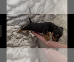 Small #7 Jack Russell Terrier