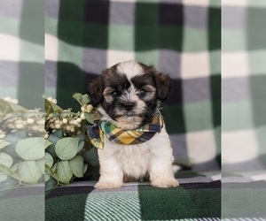 Havanese Puppy for sale in BIRD IN HAND, PA, USA