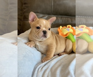 French Bulldog Puppy for sale in BILLINGS, MO, USA