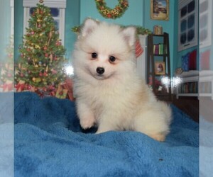 Pomsky Puppy for sale in BARNESVILLE, KS, USA
