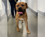 Small #1 Mutt