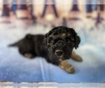 Small Photo #42 Aussiedoodle Miniature  Puppy For Sale in COMMERCE, MI, USA