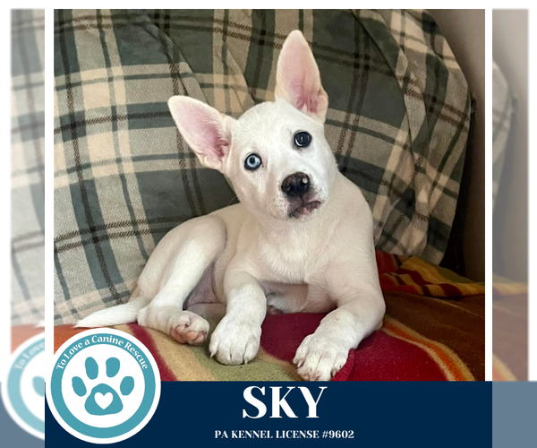 Medium Photo #5 Siberian Husky-Unknown Mix Puppy For Sale in Kimberton, PA, USA