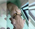Small #9 Anatolian Shepherd-Rhodesian Ridgeback Mix