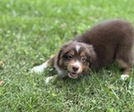 Small Photo #25 Miniature American Shepherd Puppy For Sale in NOLENSVILLE, TN, USA