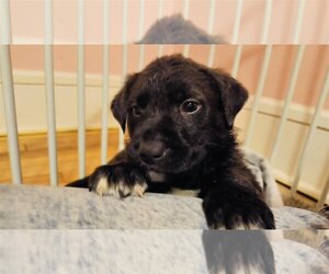 Border Collie-Mastiff Mix Dogs for adoption in Princeton, MN, USA