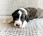 Small Photo #4 Australian Cattle Dog-Poodle (Standard) Mix Puppy For Sale in ROCK, WV, USA