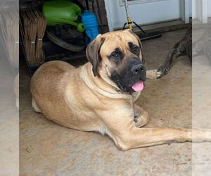 Mastiff Dogs for adoption in Edmond, OK, USA