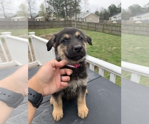 German Shepherd Dog Puppy for sale in RAEFORD, NC, USA