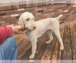 Small Photo #1 Bernedoodle Puppy For Sale in COLORADO SPRINGS, CO, USA