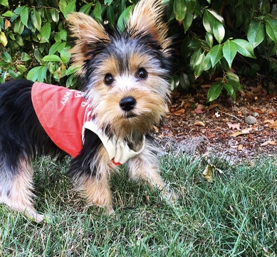 Medium Photo #2 Yorkshire Terrier Puppy For Sale in SEATTLE, WA, USA