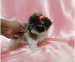 Small Photo #8 Shih Tzu Puppy For Sale in OSCEOLA, MO, USA