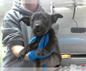 Mutt Dogs for adoption in Fayetteville, NC, USA