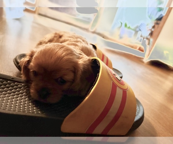 Medium Photo #1 Cavalier King Charles Spaniel Puppy For Sale in KANSAS CITY, MO, USA