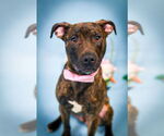 Small #4 American Pit Bull Terrier Mix