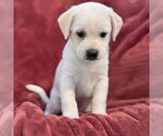 Small Photo #2 Raggle Puppy For Sale in San Diego, CA, USA