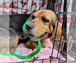 Small #4 Beagle