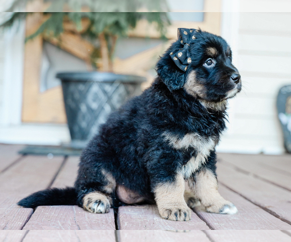 Medium Photo #3 Australian Retriever Puppy For Sale in LIBERTY, KY, USA