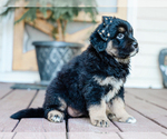 Small #2 Australian Retriever