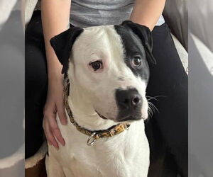 American Bulldog-Labrador Retriever Mix Dogs for adoption in Strongsville, OH, USA