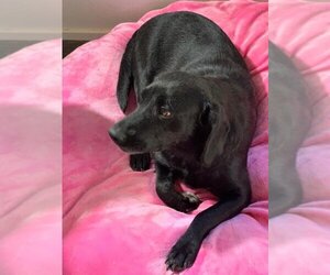 Labrador Retriever-Unknown Mix Dogs for adoption in Jackson Township, NJ, USA