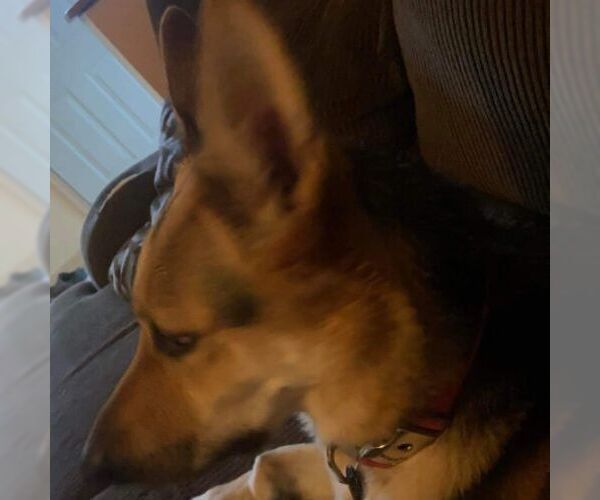 Medium Photo #4 German Shepherd Dog-Unknown Mix Puppy For Sale in columbia, SC, USA