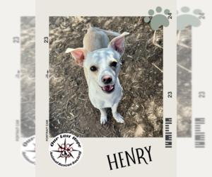 Chihuahua-Unknown Mix Dogs for adoption in Princeton, British Columbia, Canada