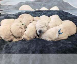 Golden Retriever Litter for sale in MODESTO, CA, USA