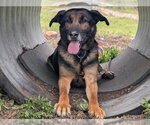 Small #3 German Shepherd Dog