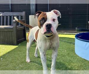 American Bulldog-Unknown Mix Dogs for adoption in Orange, CA, USA