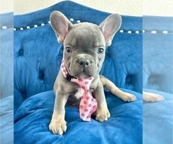 Medium Photo #4 French Bulldog Puppy For Sale in FRESNO, CA, USA