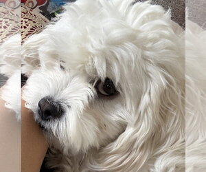 Briella - Female Maltese Dog for Adoption - Photo #7