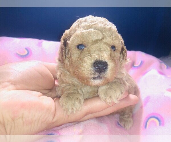 Medium Photo #11 Poodle (Toy) Puppy For Sale in CARTHAGE, MO, USA