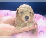 Small Photo #11 Poodle (Toy) Puppy For Sale in CARTHAGE, MO, USA