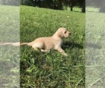 Small Photo #2 Goldendoodle Puppy For Sale in ELKHART, IN, USA